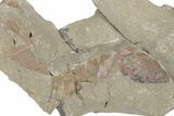 Multiple Soft-Bodied Fossil Aglaspids (Tremaglaspis) - Morocco #114805-6